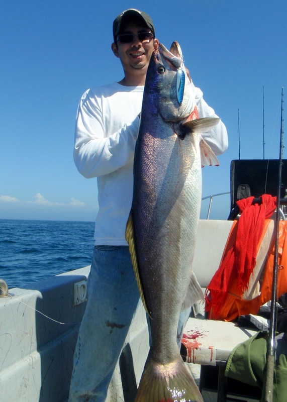 White Seabass fishing in the Channel Islands – Channel Islands