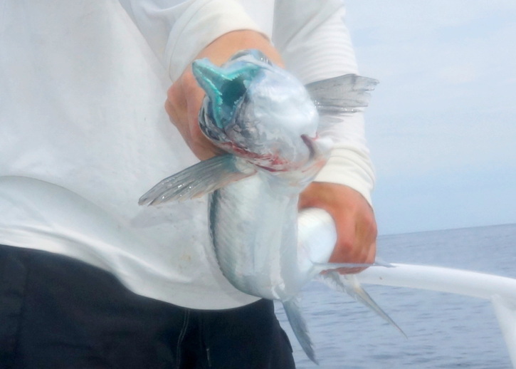 How to catch giant Needlefish