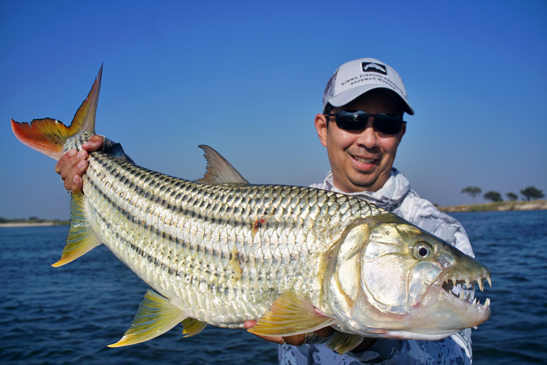 How To Catch African Tigerfish