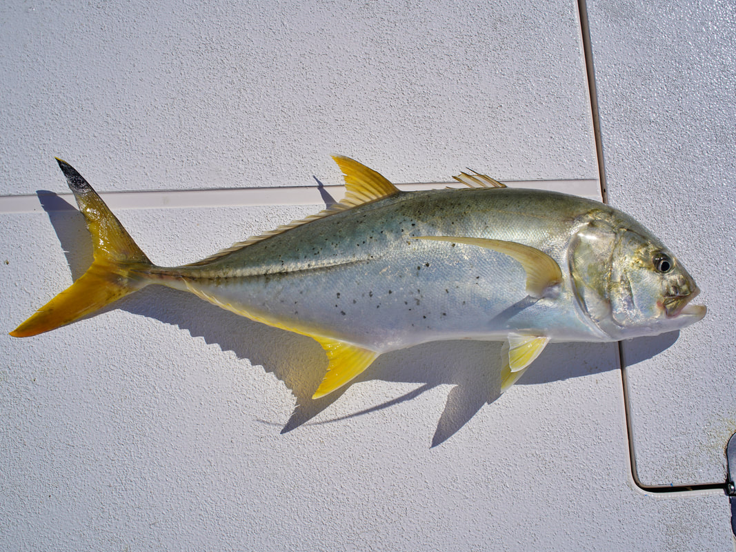 How to Catch Blacktip Trevally