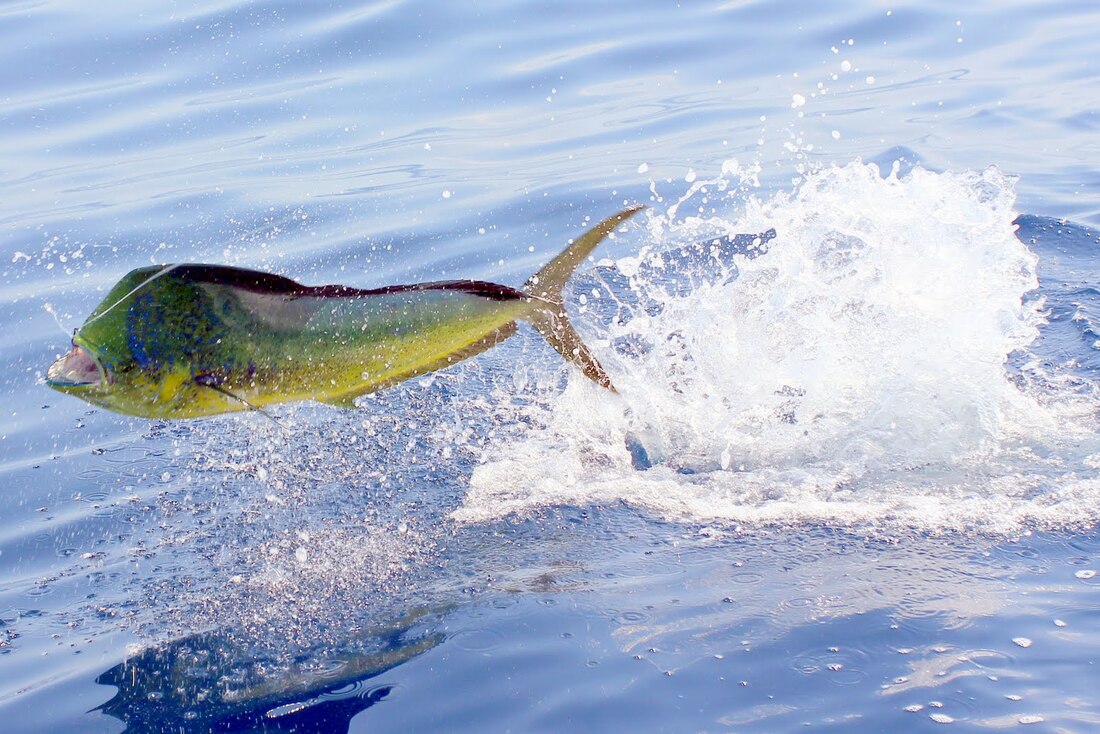 How to Catch Calico Bass - Fishing for Calico Bass