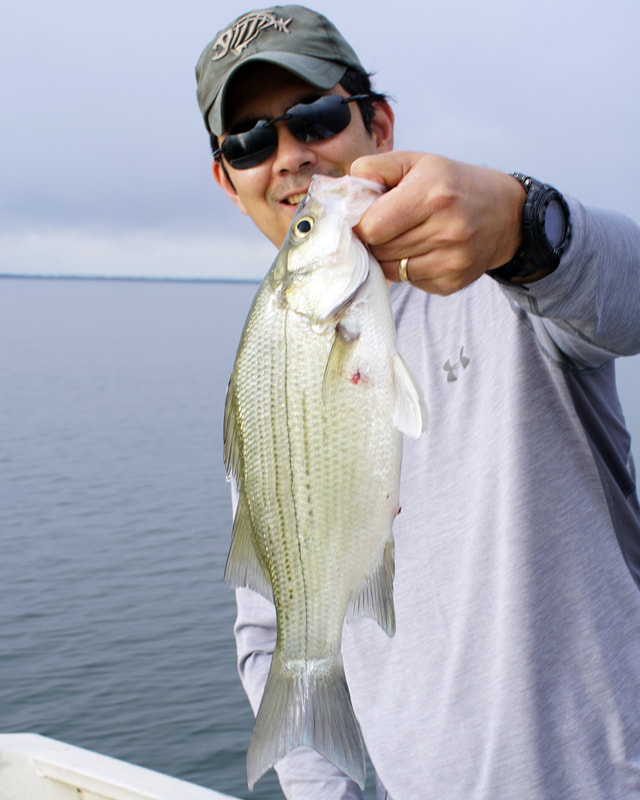 White Bass Fishing - Oklahoma State Fish - Texas - California