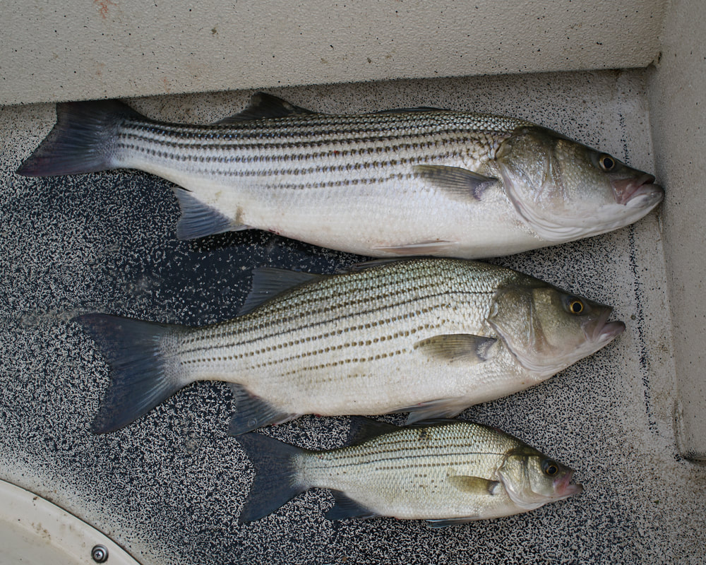 How To Catch Hybrid Striped Bass