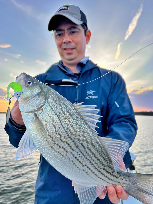 How to Catch Hybrid Striped Bass